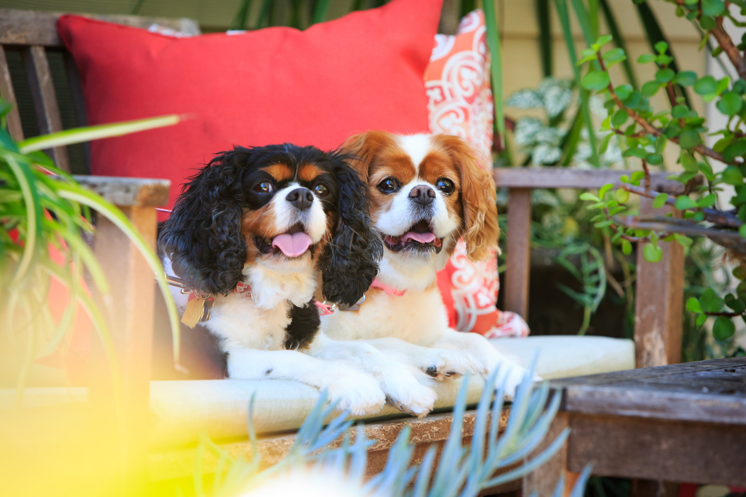 Start With Rabies Vaccine 2 - Mighty Hearts Project