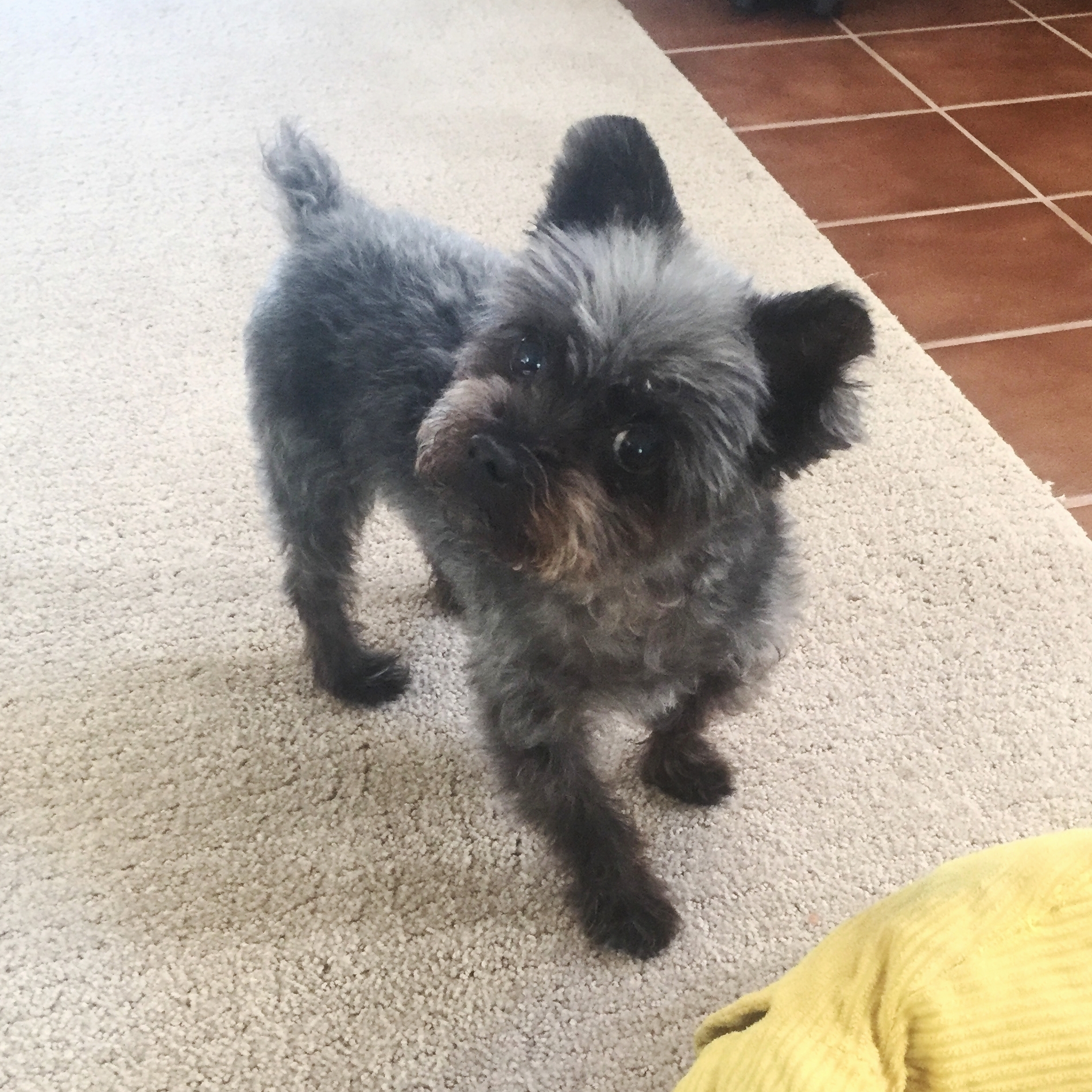 Bodhi MVD Repair Surgery