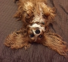Daisy2.jpeg