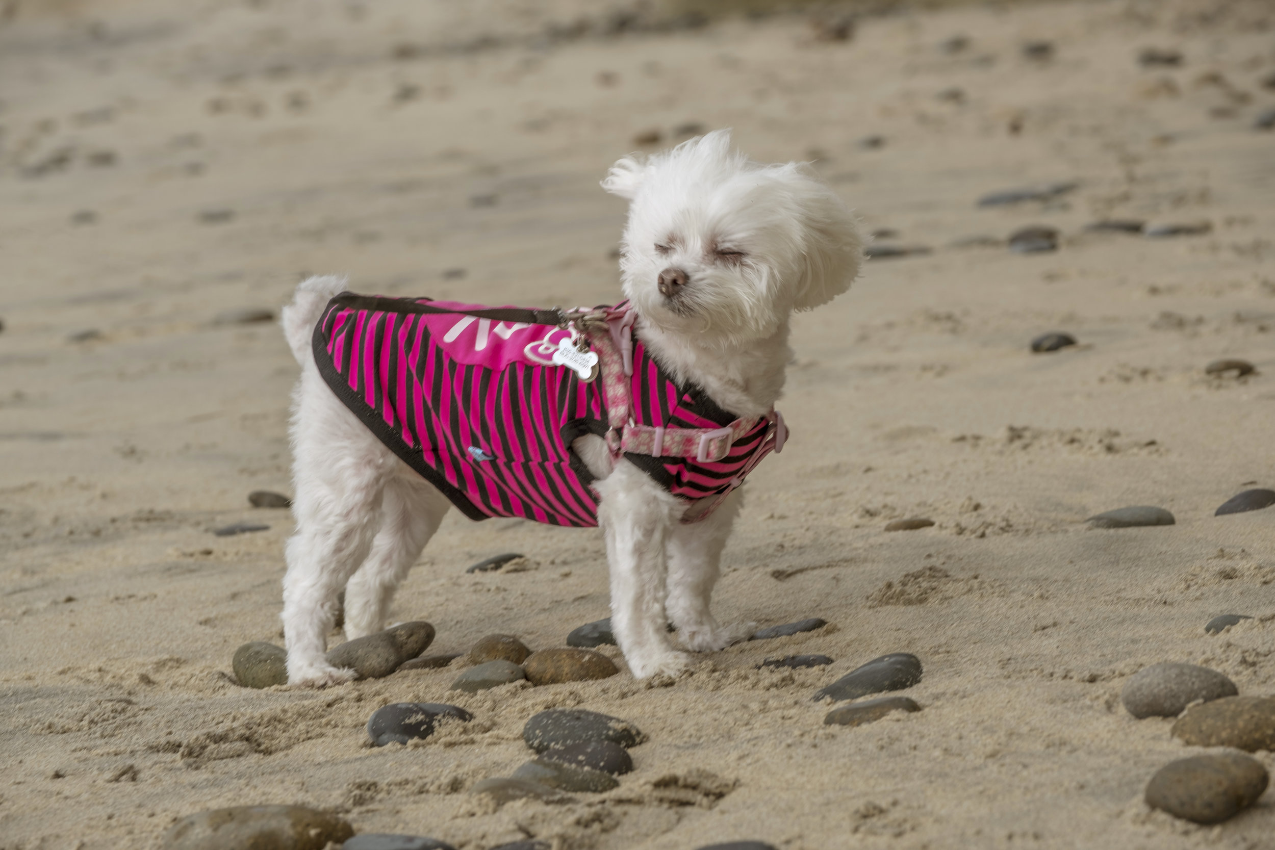 white dog.JPG